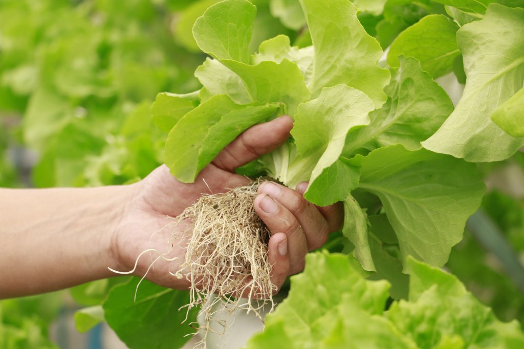4500 HORTICUBOS PARA GROWER HIDROPONIA 402