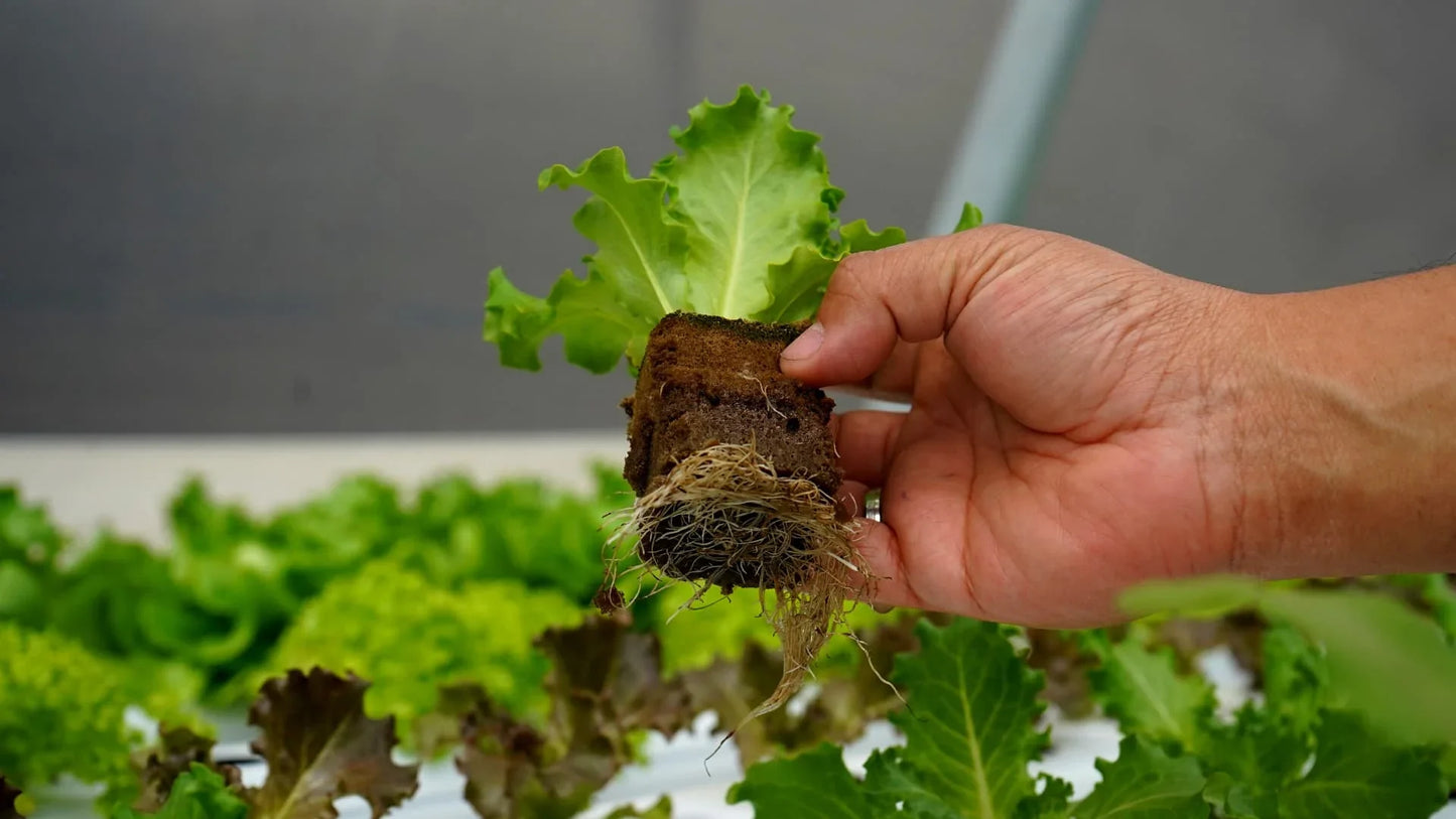 4500 HORTICUBOS PARA GROWER HIDROPONIA 402