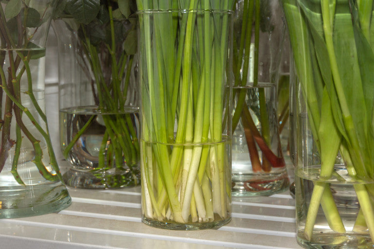FLORALIFE EXPRESS ALIMENTO FLORAL