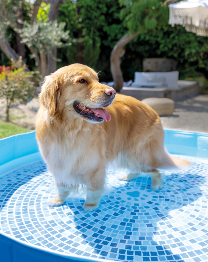 Piscina para mascotas intex