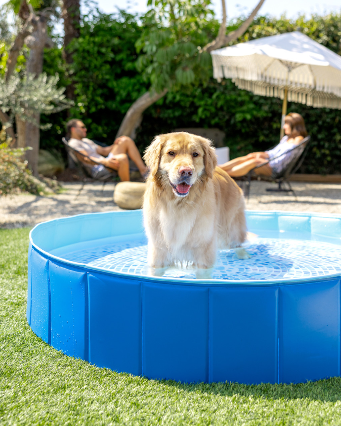 Piscina para mascotas intex
